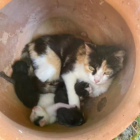 Locazione Turistica Ex Le Casette Di Cedromonte Сasa de vacaciones *